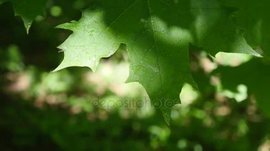Bir yaprak su ile shot Hdr içinde bırakır.