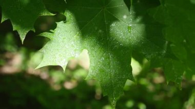 Bir yaprak su ile shot Hdr içinde bırakır.