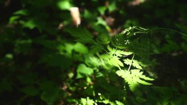 Bir yaprak su ile shot Hdr içinde bırakır.