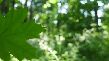 Bir yaprak su ile shot Hdr içinde bırakır.