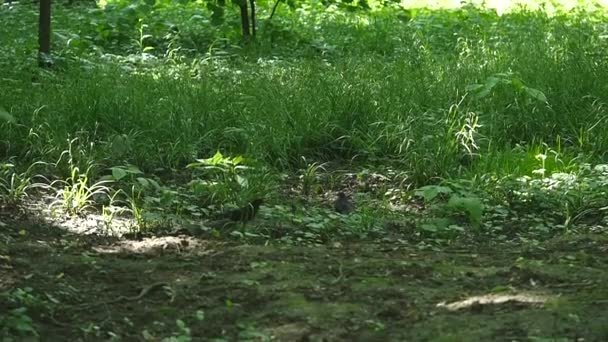 Os Starlings andam na relva. Corvids starling — Vídeo de Stock