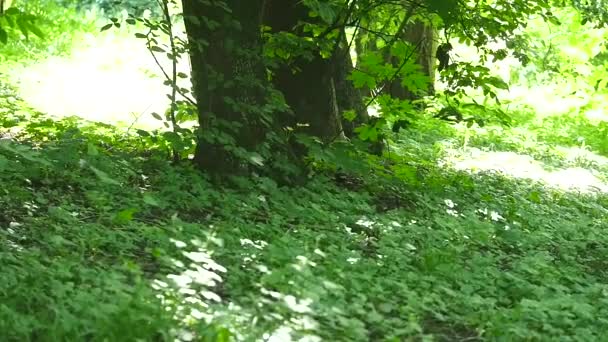 Sığırcık çimenlerin üzerinde yürüyelim. Cizgi sığırcık — Stok video