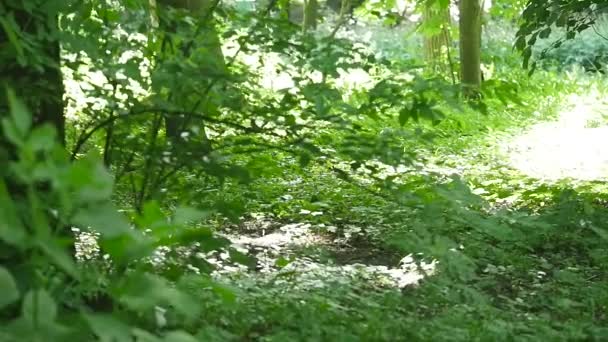 Césped verde en el parque de la ciudad bajo luz soleada — Vídeos de Stock