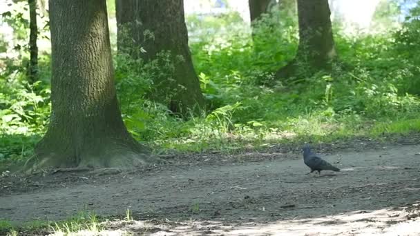 Pomba que anda na grama verde no parque.Pomba bonita. Pombo pássaro na grama verde no parque — Vídeo de Stock