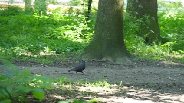 Dove na zelené trávě v parku. Krásná holubice. Pták holub na zelené trávě v parku — Stock video