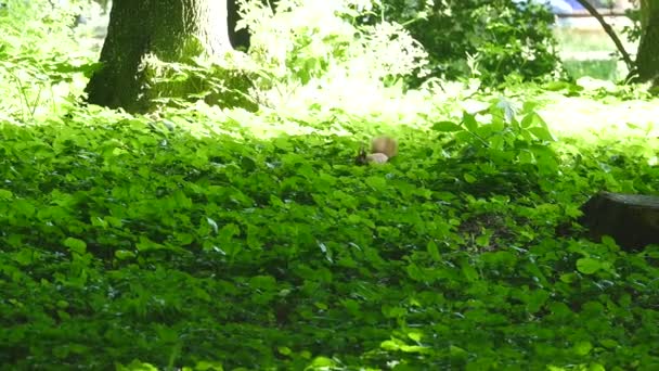 可爱的红松鼠跳在草丛中。在真正的时间行动 — 图库视频影像