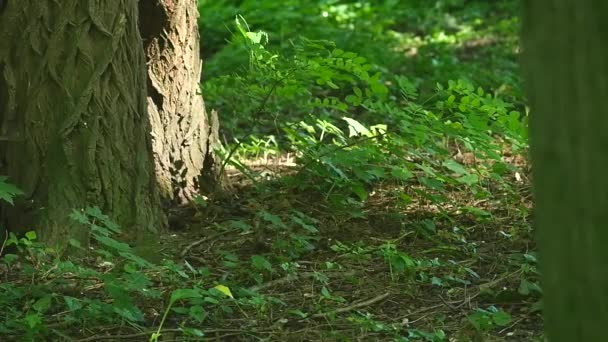 Nötskrika på gräset i parken — Stockvideo