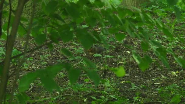 Petit écureuil mangeant de l'arachide, vu de face 