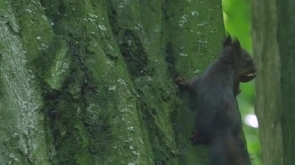 호두를 먹는 나무에서 귀여운 회색 다람쥐의 모습 — 비디오