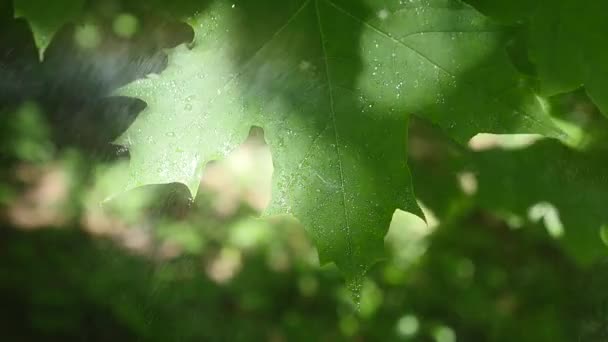 Una hoja con gotas de agua disparada en HDR — Vídeos de Stock