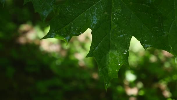 Ένα φύλλο με νερό σταγόνες πυροβόλησε στο Hdr — Αρχείο Βίντεο