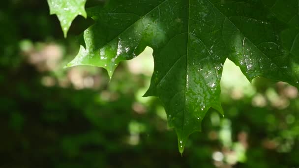 A leaf with water drops shot in HDR — Stock Video