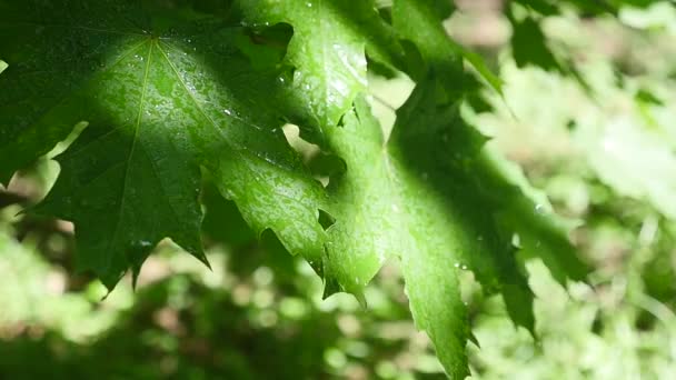 Une feuille avec des gouttes d'eau en HDR — Video