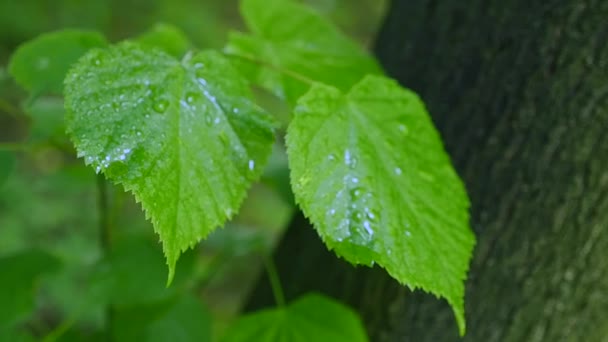 A leaf with water drops shot in HDR — Stock Video