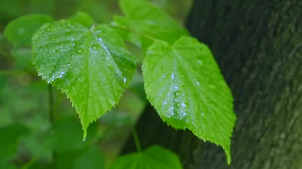 Una hoja con gotas de agua disparada en HDR — Vídeos de Stock