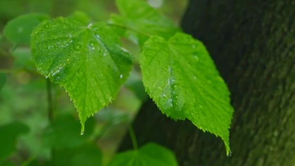 叶用水在 Hdr 滴射 — 图库视频影像