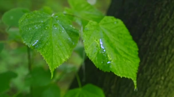 Una hoja con gotas de agua disparada en HDR — Vídeo de stock