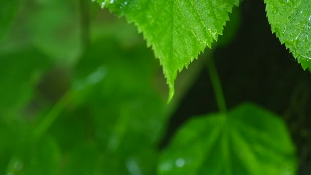 Ein Blatt mit Wassertropfen in hdr geschossen — Stockvideo