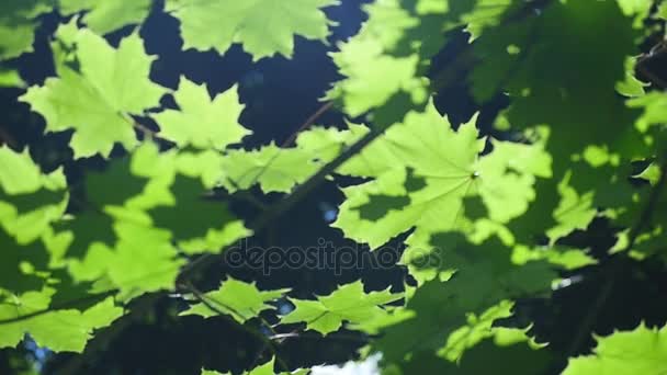 Hermosas hojas verdes de un árbol de arce durante una tormenta de primavera con lluvia cayendo sobre ellos — Vídeo de stock