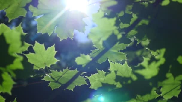 Через кленовые листья солнечный свет проникает горизонтально — стоковое видео