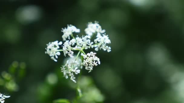 Cow parsnip Weed. Planta venenosa. Enfoque selectivo — Vídeo de stock