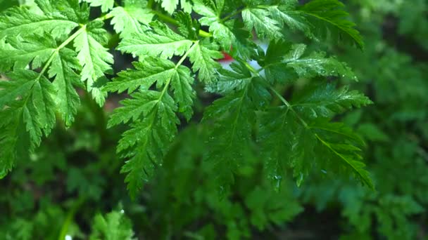 Blatt mit Tropfen Nahaufnahme — Stockvideo