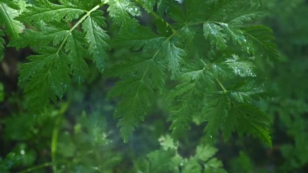 Hoja con gotas secuencia de primer plano — Vídeos de Stock