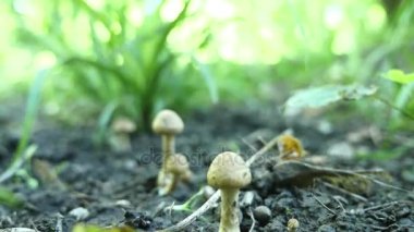 Zehirli mantar ormanın içinde. seçici odak