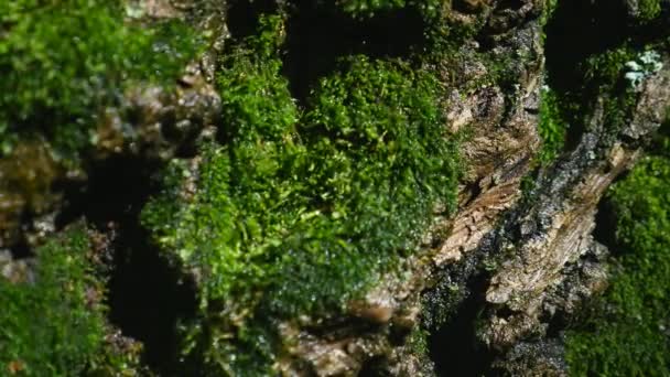 Moss detail op de schors van een boom. Selectieve aandacht — Stockvideo