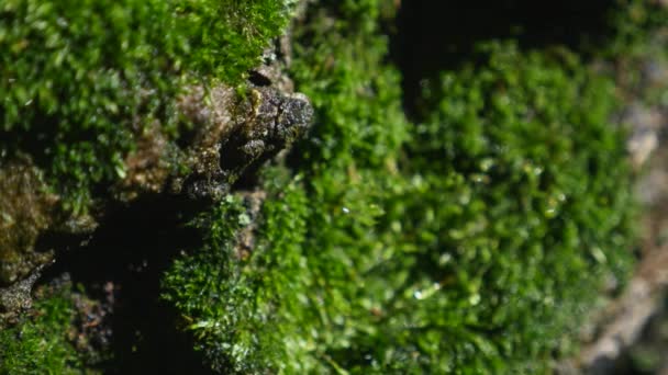 Détail de mousse sur l'écorce d'un arbre. focus sélectif 