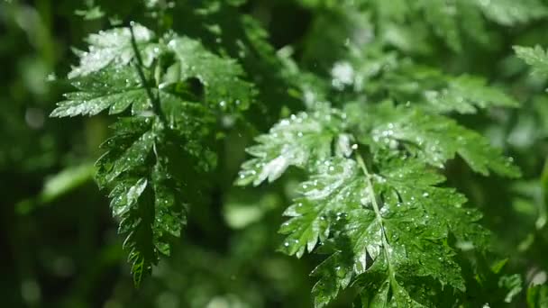 Leaf with drops close-up sequence — Stock Video