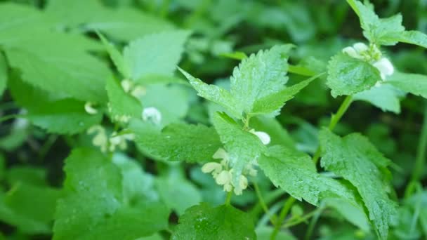 La pioggia cade su Leonuri. piante di motherwort — Video Stock