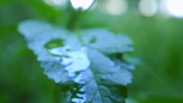 Droppe regn rinner från gröna bladet — Stockvideo