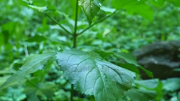 Queda de fluxos de chuva para baixo a partir da folha verde — Vídeo de Stock