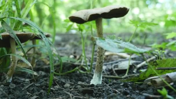 Ядовитые грибы в лесу. селективный фокус — стоковое видео