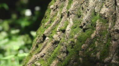 Bir ağaç kabuğu üzerinde ayrıntılı moss. Seçici odak