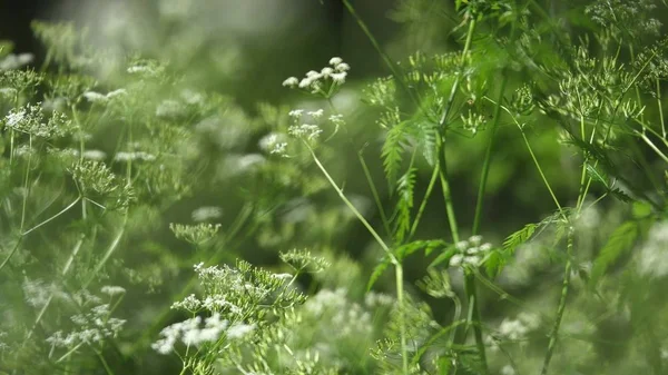 Cow parsnip Weed. Planta venenosa. Enfoque selectivo — Foto de Stock