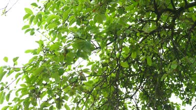 Yaz boyunca parlayan ışık güzel manzara orman içinde meşe ağaç yaprakları. Gür, parlak yeşil yaprakları mavi gökyüzü arka plan üzerinde. Parlak bahar zemin birçok yaprakları ile. Güneşli bir gün. Aşağıdan yukarıya görüntülemek