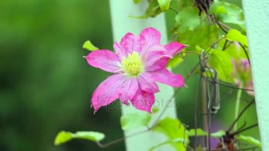 Clematis. Yeşil arka planda güzel mor klematis çiçekleri. Mor klematis çiçekleri. Klematis çiçekleri.