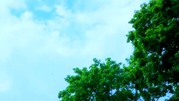 Poklatkowy bursztynu niebo i chmury, płynącej obok drzewa — Wideo stockowe