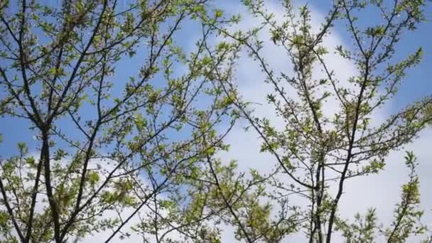 여름을 통해 빛나는 빛의 아름 다운 경치 숲에 있는 떡갈나무의 잎. 무성 한, 밝은 녹색 잎 푸른 하늘 배경. 잎이 많은 밝은 봄 배경 막입니다. 화창한 날입니다. 아래에서 위로 볼 — 비디오