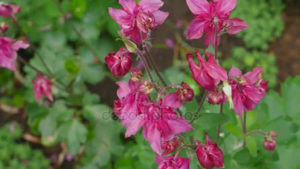 Flor de Columbine em fundo verde. flor de columbine. Flor de Columbine roxa — Vídeo de Stock