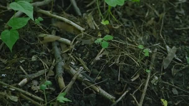 小的断的枝，躺在地上，背景 — 图库视频影像