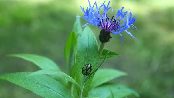 Bleuet bleu sur fond d'herbe — Video