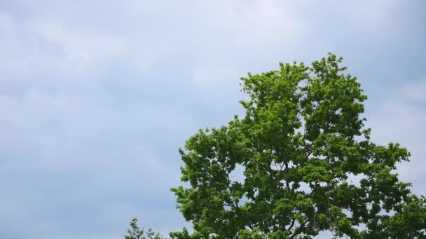 Ветви дерева с листьями, качающимися на ясном небе — стоковое видео