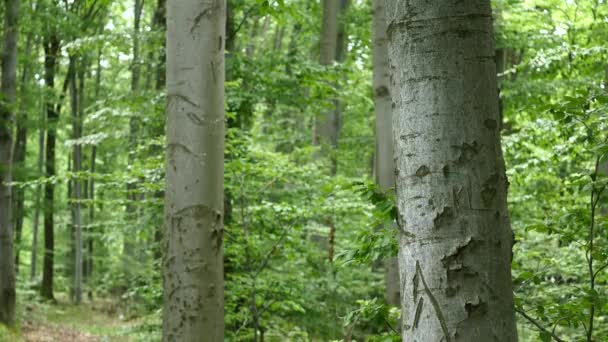Лесные деревья. Природа зеленый лес солнечный свет фонтаны. селективный фокус — стоковое видео