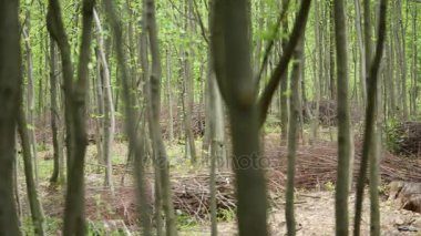 ormanda orman. ağaçlar arka plan. Yeşil doğa manzara. vahşi hayat