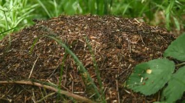 Karınca yuvası. Ateş karıncası ant Hill ormanda sürünüyor