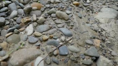 Karınca kumlu zeminde Close-Up