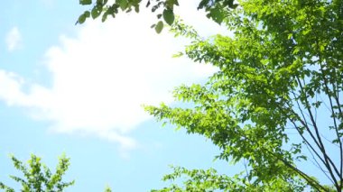 Zaman atlamalı bir ağaç gökyüzünde bulutlar